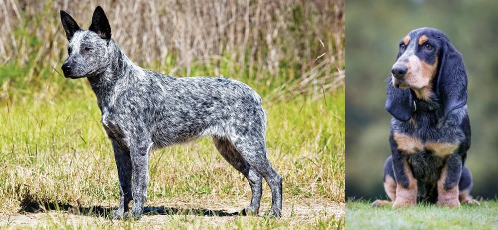 Petit Bleu de Gascogne vs Australian Stumpy Tail Cattle Dog - Breed Comparison