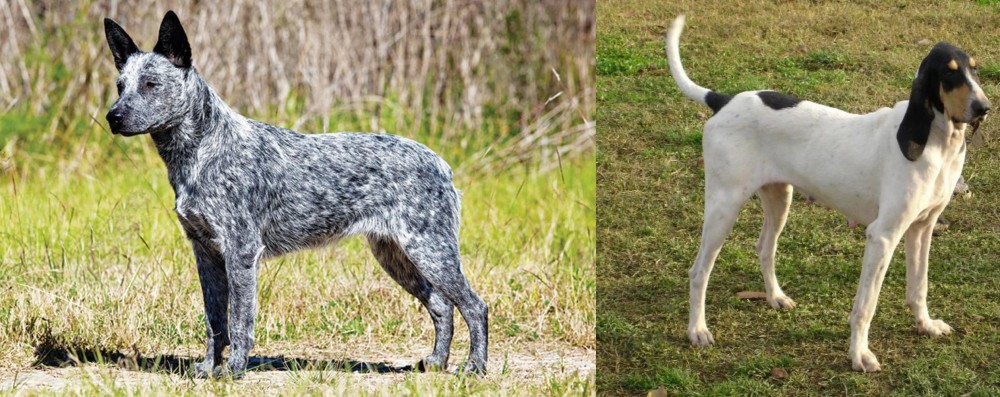 Petit Gascon Saintongeois vs Australian Stumpy Tail Cattle Dog - Breed Comparison