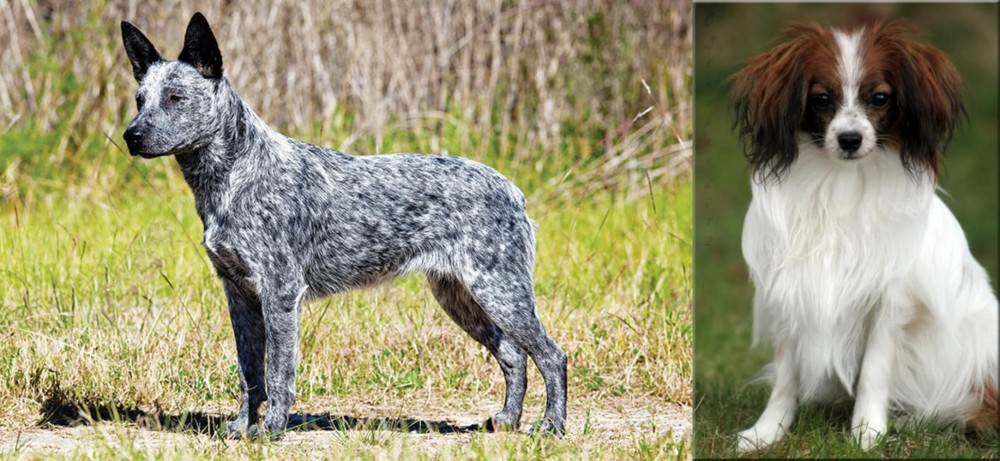 Phalene vs Australian Stumpy Tail Cattle Dog - Breed Comparison
