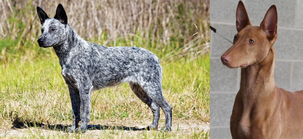 Pharaoh Hound vs Australian Stumpy Tail Cattle Dog - Breed Comparison