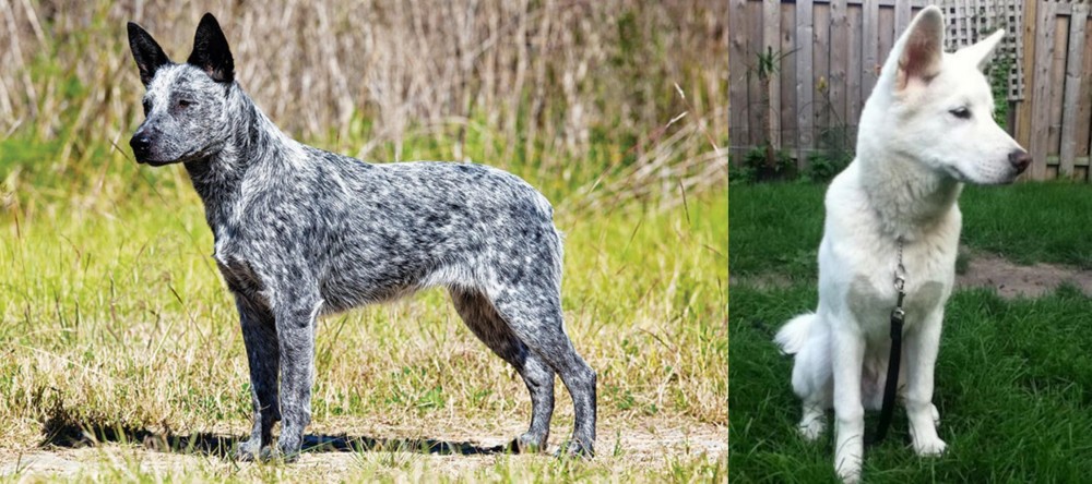 Phung San vs Australian Stumpy Tail Cattle Dog - Breed Comparison