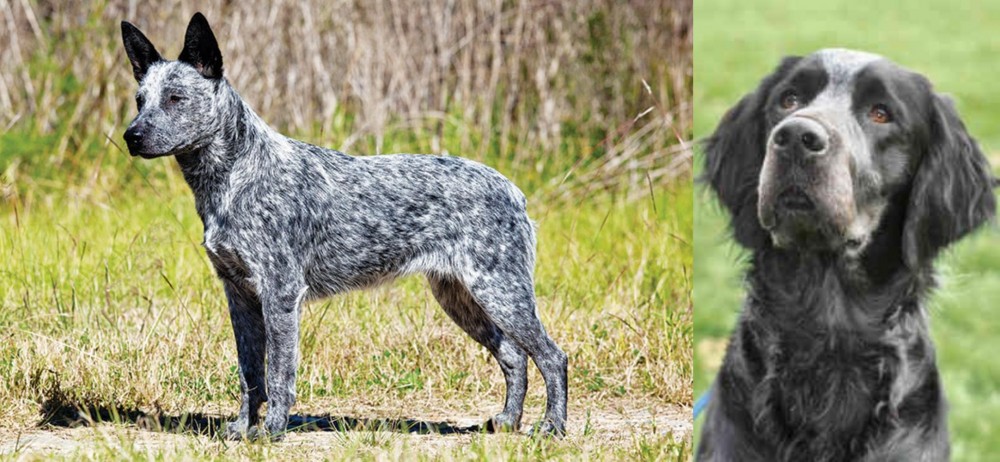 Picardy Spaniel vs Australian Stumpy Tail Cattle Dog - Breed Comparison