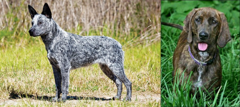 Plott Hound vs Australian Stumpy Tail Cattle Dog - Breed Comparison