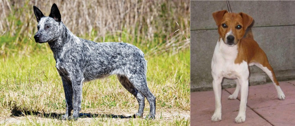 Plummer Terrier vs Australian Stumpy Tail Cattle Dog - Breed Comparison