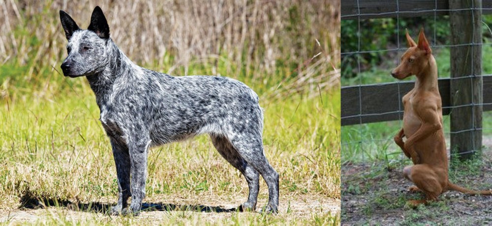 Podenco Andaluz vs Australian Stumpy Tail Cattle Dog - Breed Comparison