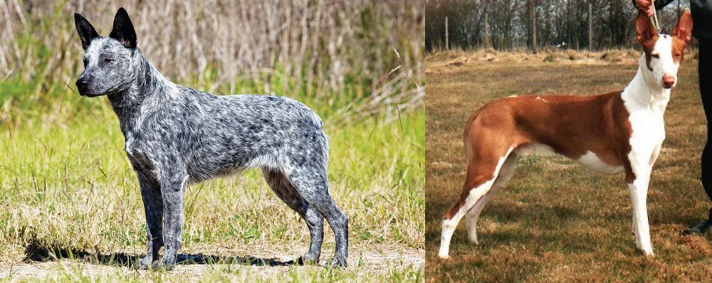 Podenco Canario vs Australian Stumpy Tail Cattle Dog - Breed Comparison