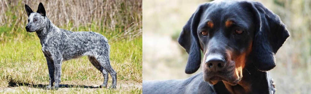 Polish Hunting Dog vs Australian Stumpy Tail Cattle Dog - Breed Comparison