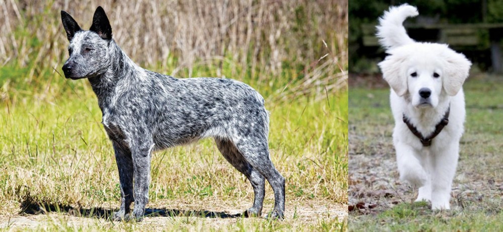 Polish Tatra Sheepdog vs Australian Stumpy Tail Cattle Dog - Breed Comparison