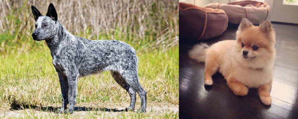 Pomeranian vs Australian Stumpy Tail Cattle Dog - Breed Comparison