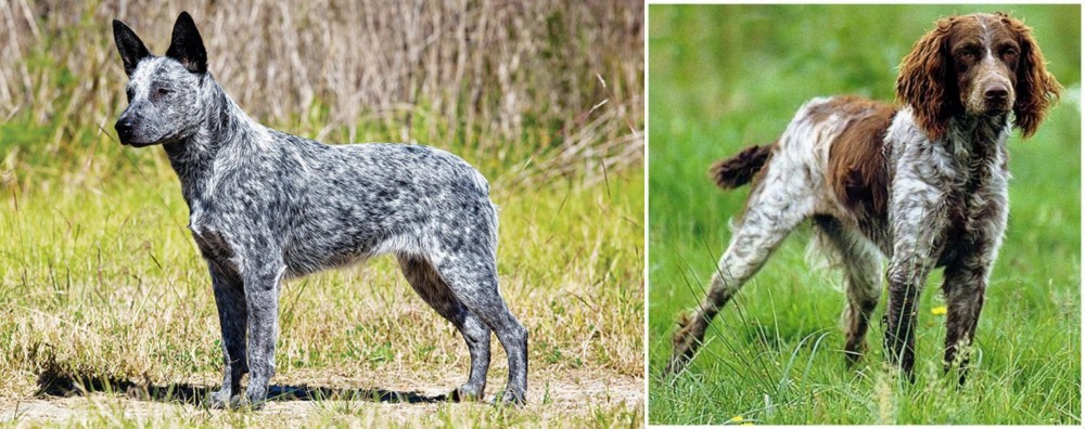Pont-Audemer Spaniel vs Australian Stumpy Tail Cattle Dog - Breed Comparison