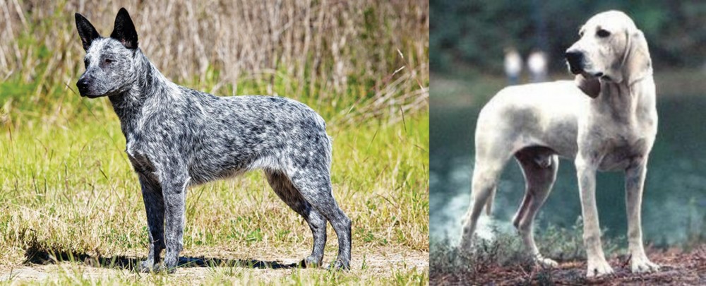 Porcelaine vs Australian Stumpy Tail Cattle Dog - Breed Comparison