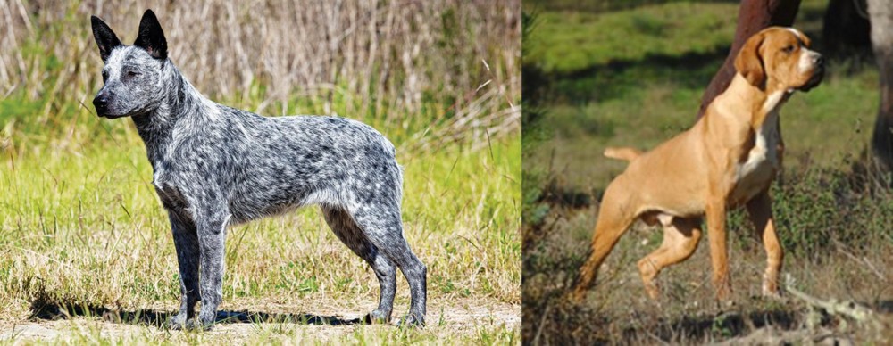 Portuguese Pointer vs Australian Stumpy Tail Cattle Dog - Breed Comparison