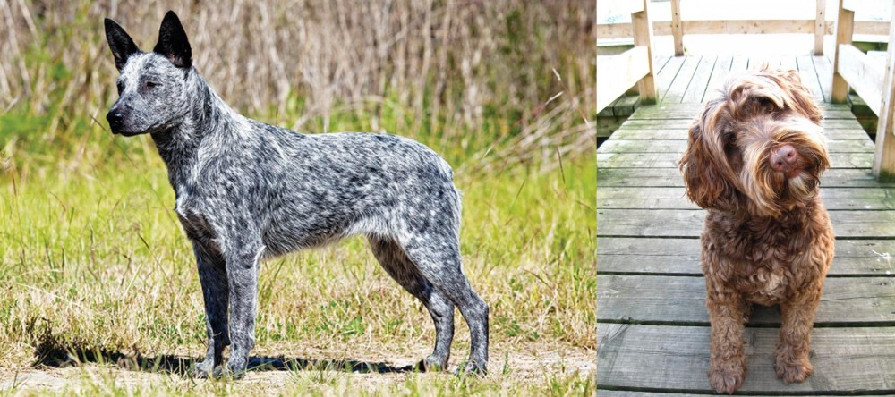 Portuguese Water Dog vs Australian Stumpy Tail Cattle Dog - Breed Comparison
