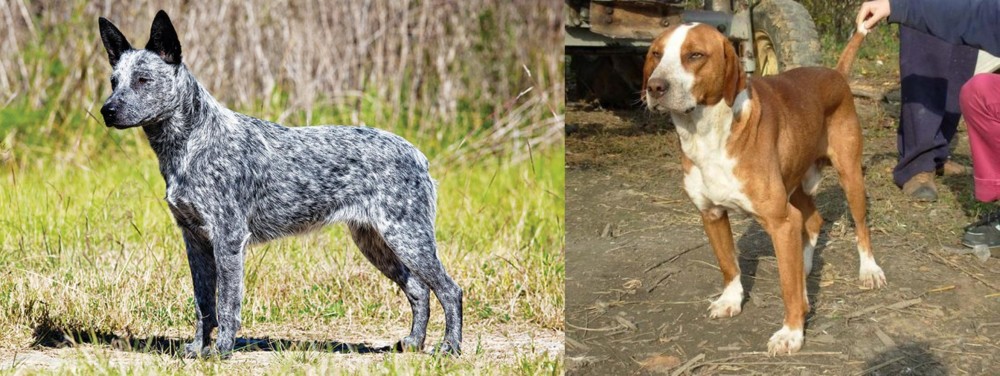 Posavac Hound vs Australian Stumpy Tail Cattle Dog - Breed Comparison