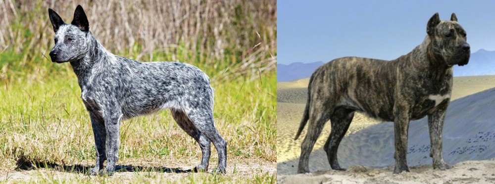 Presa Canario vs Australian Stumpy Tail Cattle Dog - Breed Comparison