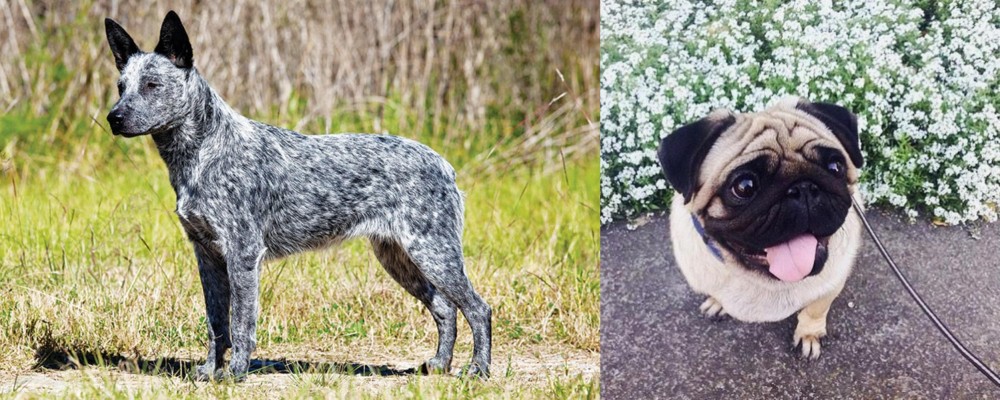 Pug vs Australian Stumpy Tail Cattle Dog - Breed Comparison