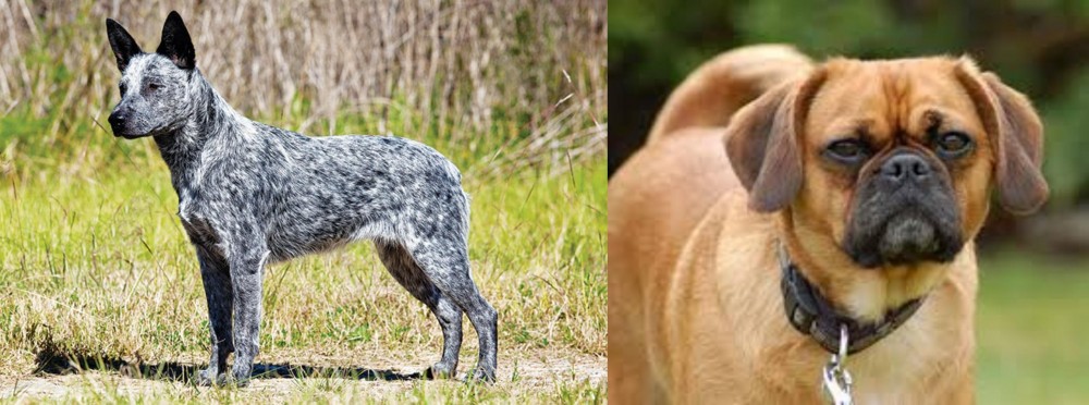 Pugalier vs Australian Stumpy Tail Cattle Dog - Breed Comparison