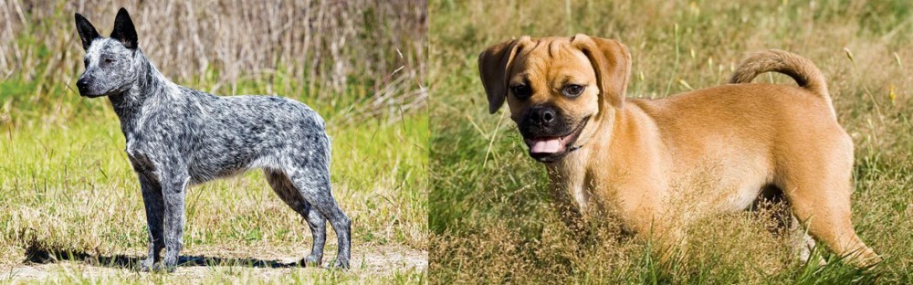 Puggle vs Australian Stumpy Tail Cattle Dog - Breed Comparison