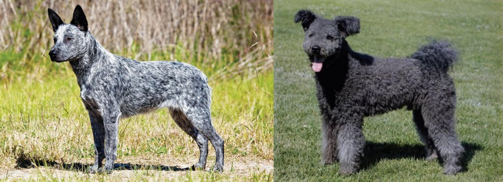 Pumi vs Australian Stumpy Tail Cattle Dog - Breed Comparison