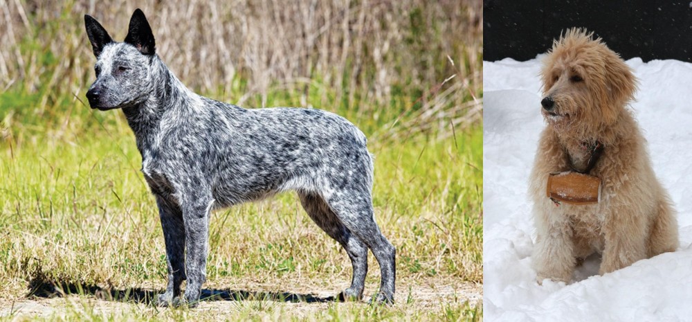 Pyredoodle vs Australian Stumpy Tail Cattle Dog - Breed Comparison