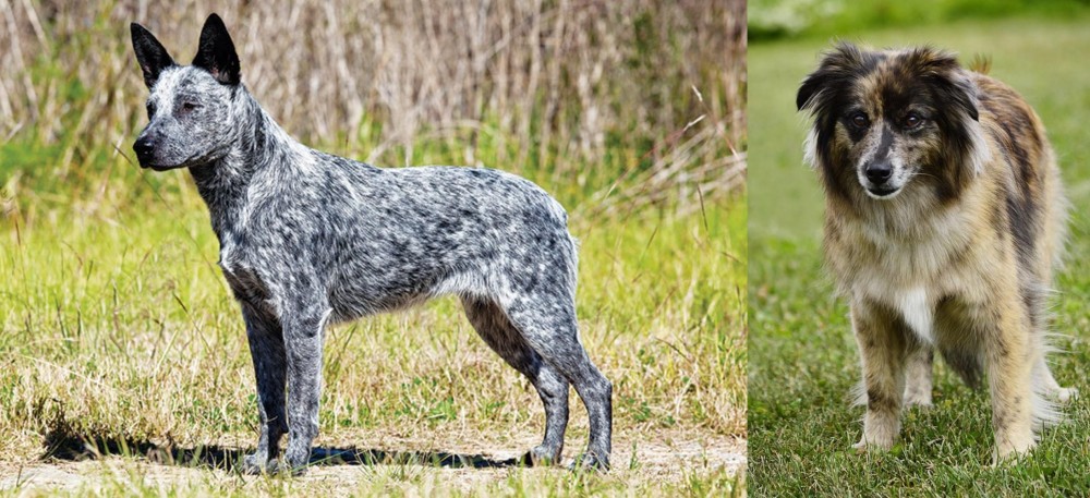 Pyrenean Shepherd vs Australian Stumpy Tail Cattle Dog - Breed Comparison