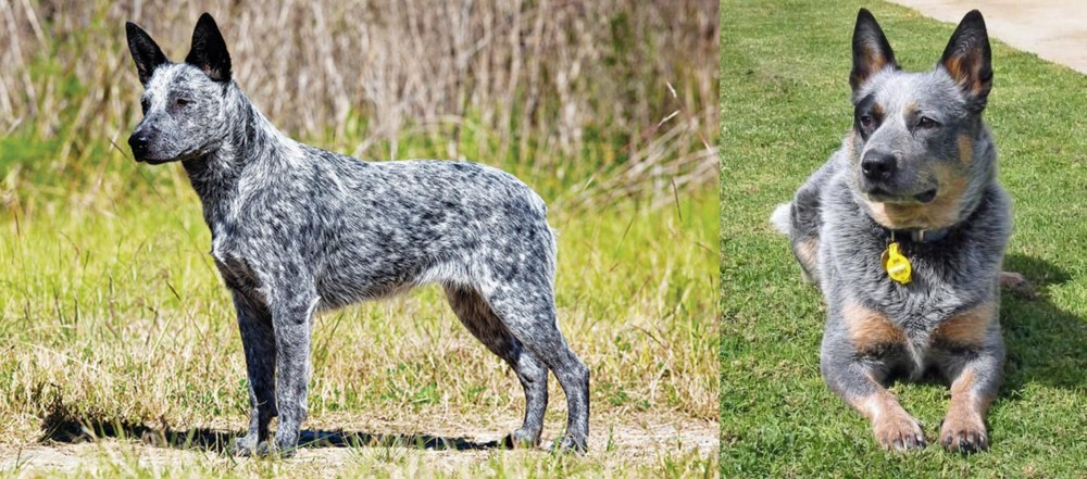 Queensland Heeler vs Australian Stumpy Tail Cattle Dog - Breed Comparison