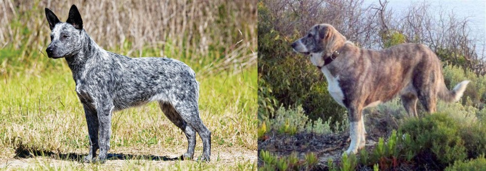 Rafeiro do Alentejo vs Australian Stumpy Tail Cattle Dog - Breed Comparison