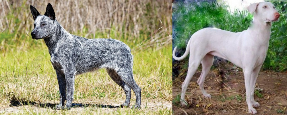 Rajapalayam vs Australian Stumpy Tail Cattle Dog - Breed Comparison