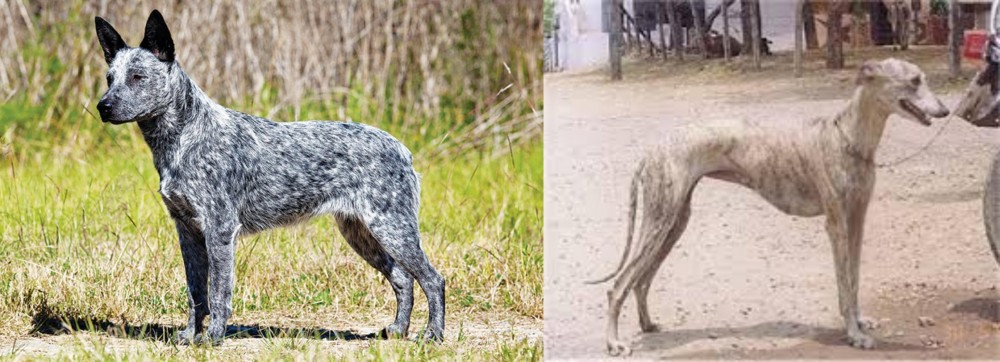 Rampur Greyhound vs Australian Stumpy Tail Cattle Dog - Breed Comparison