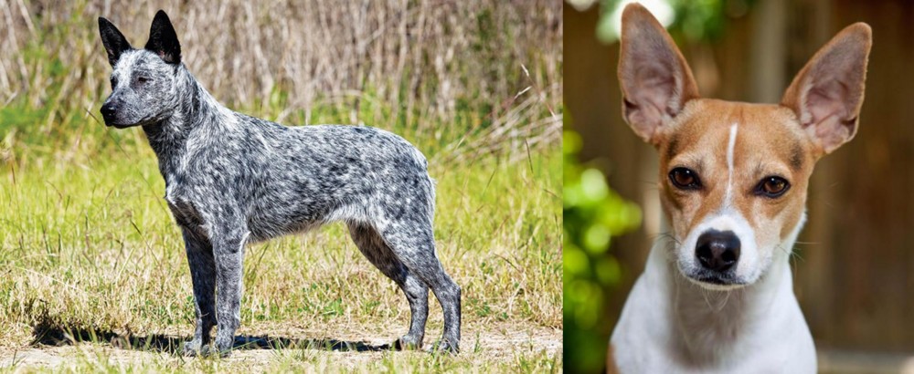 Rat Terrier vs Australian Stumpy Tail Cattle Dog - Breed Comparison
