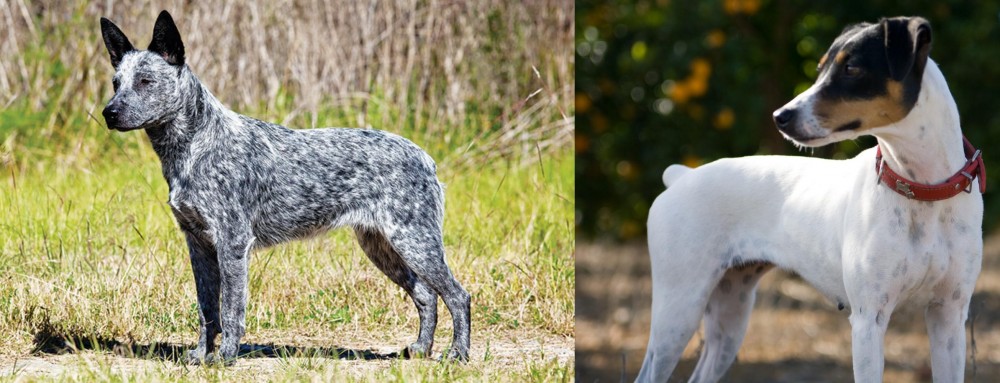Ratonero Bodeguero Andaluz vs Australian Stumpy Tail Cattle Dog - Breed Comparison