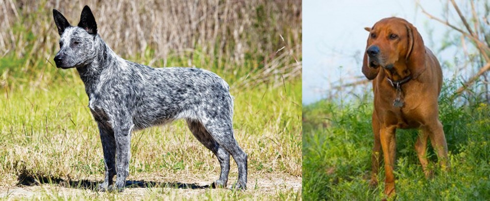 Redbone Coonhound vs Australian Stumpy Tail Cattle Dog - Breed Comparison