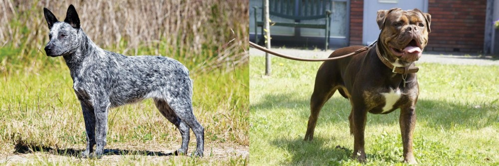Renascence Bulldogge vs Australian Stumpy Tail Cattle Dog - Breed Comparison