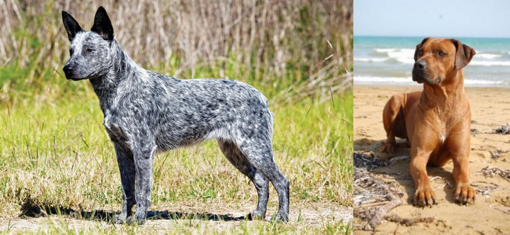 Rhodesian Ridgeback vs Australian Stumpy Tail Cattle Dog - Breed Comparison