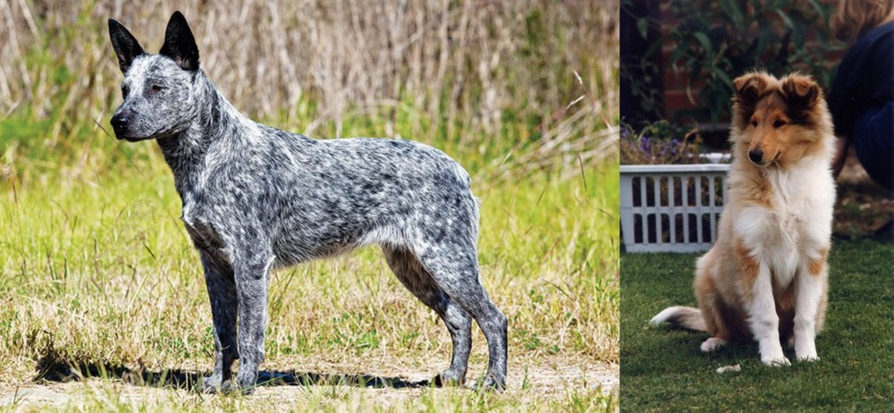 Rough Collie vs Australian Stumpy Tail Cattle Dog - Breed Comparison