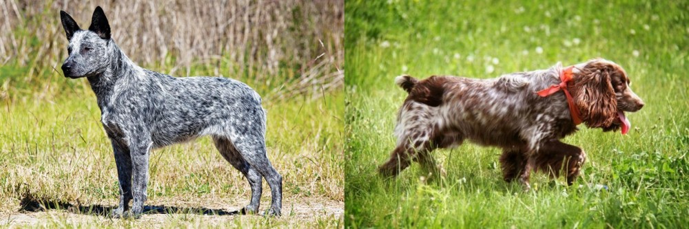 Russian Spaniel vs Australian Stumpy Tail Cattle Dog - Breed Comparison