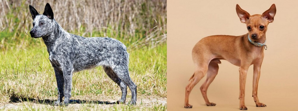 Russian Toy Terrier vs Australian Stumpy Tail Cattle Dog - Breed Comparison