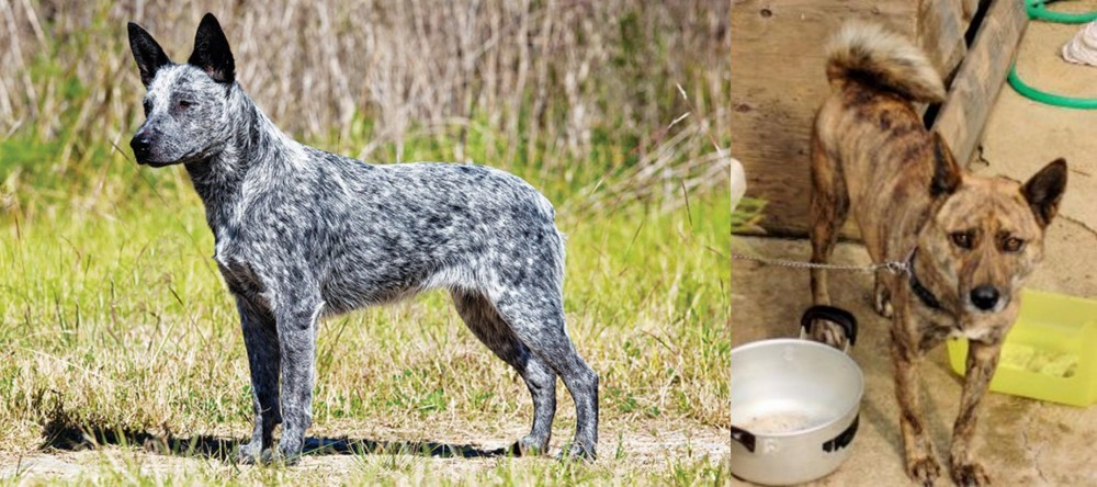 Ryukyu Inu vs Australian Stumpy Tail Cattle Dog - Breed Comparison