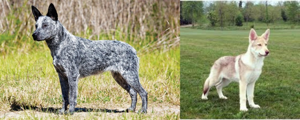 Saarlooswolfhond vs Australian Stumpy Tail Cattle Dog - Breed Comparison