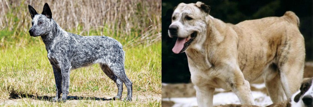 Sage Koochee vs Australian Stumpy Tail Cattle Dog - Breed Comparison