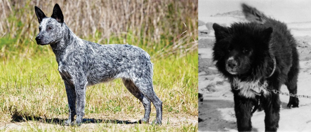 Sakhalin Husky vs Australian Stumpy Tail Cattle Dog - Breed Comparison