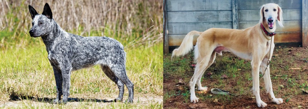 Saluki vs Australian Stumpy Tail Cattle Dog - Breed Comparison