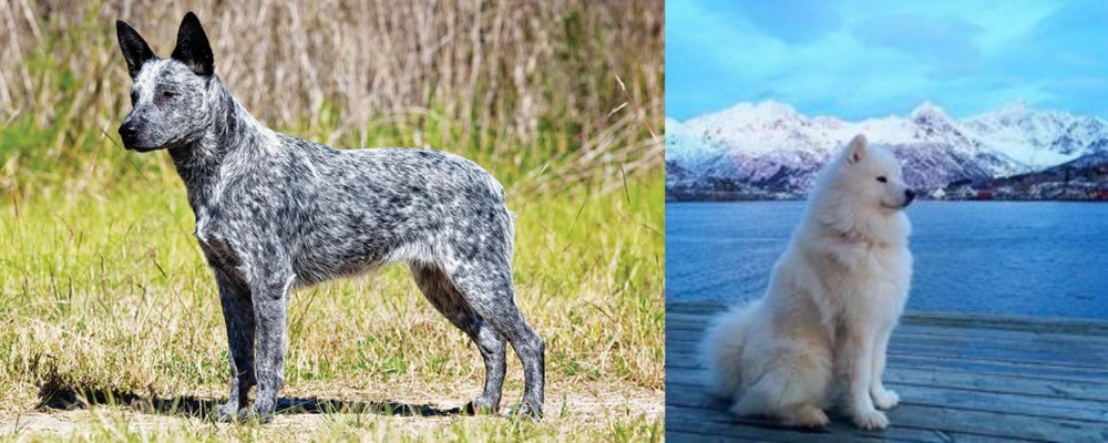 Samoyed vs Australian Stumpy Tail Cattle Dog - Breed Comparison