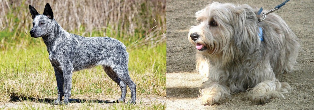 Sapsali vs Australian Stumpy Tail Cattle Dog - Breed Comparison
