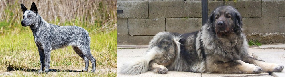 Sarplaninac vs Australian Stumpy Tail Cattle Dog - Breed Comparison