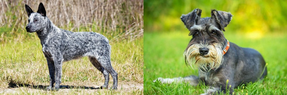 Schnauzer vs Australian Stumpy Tail Cattle Dog - Breed Comparison
