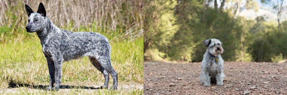 Schnoodle vs Australian Stumpy Tail Cattle Dog - Breed Comparison