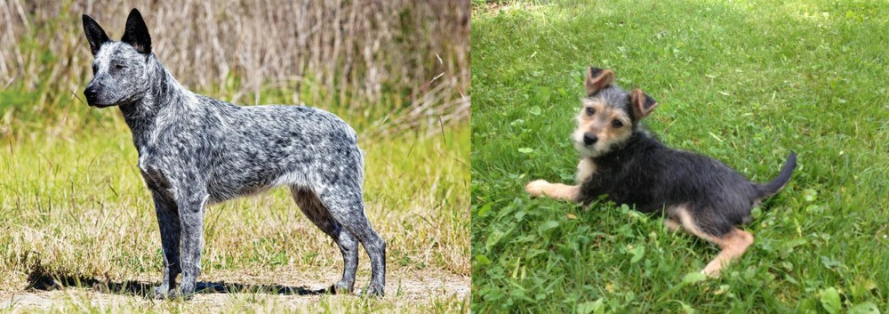 Schnorkie vs Australian Stumpy Tail Cattle Dog - Breed Comparison