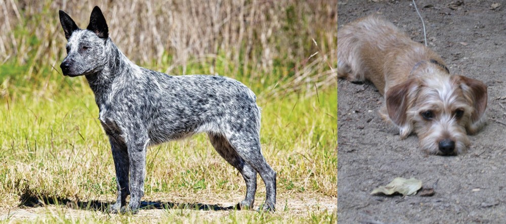 Schweenie vs Australian Stumpy Tail Cattle Dog - Breed Comparison