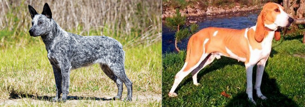 Schweizer Laufhund vs Australian Stumpy Tail Cattle Dog - Breed Comparison